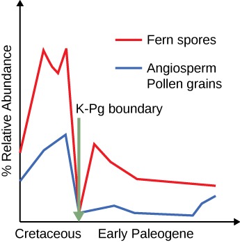 This is a graph with time on the x-axis, labeled Cretaceous on the left and Early Paleogene on the right, and percent relative abundance on the y-axis. Both axes are drawn as arrows extending to the right for the x-axis and upwards for the y-axis. The K-P g boundary is indicated with an arrow pointing to the space between the Cretaceous and Early Paleogene labels. The first line represents Fern spores and increases during the Cretaceous, drops to zero on the x-axis at the K-P g boundary, increases a smaller amount, and then decreases. The decrease slows and becomes more level by the end of the x-axis. The second line represents Angiosperm pollen grains. It increases to a peak just before the K-P g boundary, and then drops to zero on the x-axis before increasing a little, decreasing a little, becoming relatively level, and then increasing rapidly at the very end of the graph. On the right side of the graph, the second line representing Angiosperm pollen grains is still slightly below the first line representing Fern spores.