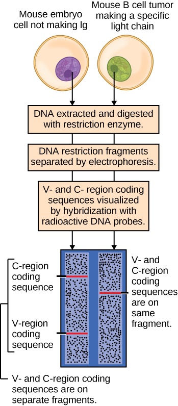 This figure shows a diagram depicting what happened when scientists performed an experiment using a cell from a mouse embryo and a B cell from an adult mouse. The mouse embryo cell does not make antibodies, yet its D N A contains nucleotide sequences encoding antibody polypeptides. The adult mouse B cell makes and secretes a single type of antibody. In the experiment, radiolabeled D N A probes were synthesized to be complementary to the D N A encoding the light chains of antibody produced by the adult mouse B cells. Then, D N A from the mouse embryo cell and from the adult B cell were isolated and tested to see if either hybridized with the synthesized radiolabeled D N A probes.