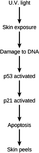 The diagram indicates that exposure of skin to U V light causes damage to D N A. As a result of D N A damage, p 53 is activated. P 53, in turn, activates p 21. P 21 causes apoptosis, resulting in skin peeling.