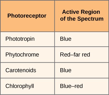 Table with two columns and five rows. Top, left header reads: Photoreceptor. Top, right header reads: Active region of the spectrum. Second row, left cell reads: Phototropin. Second row, right cell reads: Blue. Third row, left cell reads: Phytochrome. Third row, right cell reads: Red–far red. Fourth row, left cell reads: Carotenoids. Fourth row, right cell reads: Blue. Fifth row, left cell reads: Chlorophyll. Fifth row, right cell reads: Blue–red.
