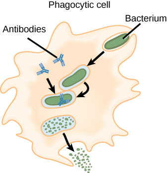 This figure shows a bacterium being engulfed by a phagocytic cell. Antibodies are shown, depicted here as blue y-shaped structures attached to the bacterium, which is subsequently digested before being exported out of the cell.