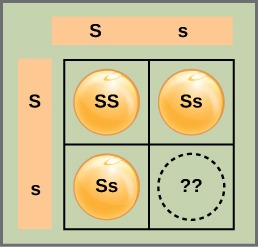 A Punnett square shows the heterozygous parents of four possible genotypes. The offspring genotypes shown are 1 homozygous for smooth seeds, 2 heterozygous, and 1 missing.