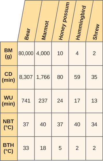 This is a 5 by 5 table. The columns are labelled BM (g), CD (min), WU (min), NBT in degrees C, and BTH in degrees C. Bears have a BM of 80,000, a CD of 8307, a WU of 741, a NBT of 37 and a BTH of 33. Marmots have a BM of 4000, a CD of 1766 a WU of 237, a NBT of 40 and a BTH of 18. Honey possums have a BM of 10, a CD of 80, a WU of 24, a NBT of 37 and a BTH of 5. Hummingbirds have a BM of 4, a CD of 59, a WU of 17, a NBT of 40 and a BTH of 2. Shrews have a BM of 2, a CD of 35, a WU of 13, a NBT of 34 and a BTH of 2.