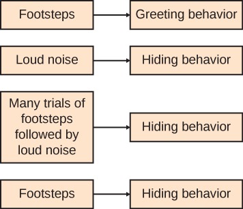 This chart has four paired boxes. Each box on the left has an arrow pointing to a box on the right. The first box read, Footsteps and has an arrow pointing to a box that reads Greeting behavior. The second box reads Loud noise and has an arrow pointing to a box that reads Hiding behavior. The third box reads Many trials of footsteps followed by loud noise and has an arrow pointing to a box that reads Hiding behavior. The fourth box reads Footsteps and has an arrow pointing to a box that reads Hiding behavior.