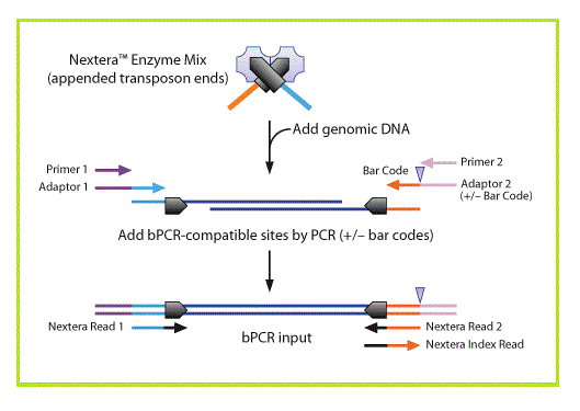 nextera xt protocol