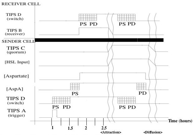 timing diagram for the Polkadork's Ecolibrator project