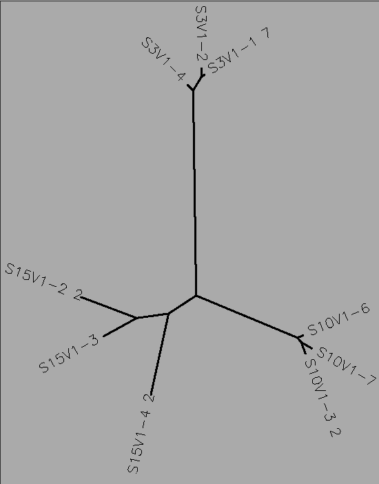 Tree for the visit 1 clones of the AIDS diagnosed patients