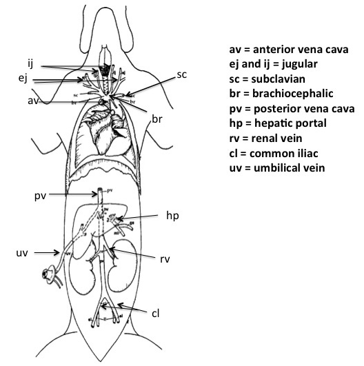 Fetal Pig Respiratory System