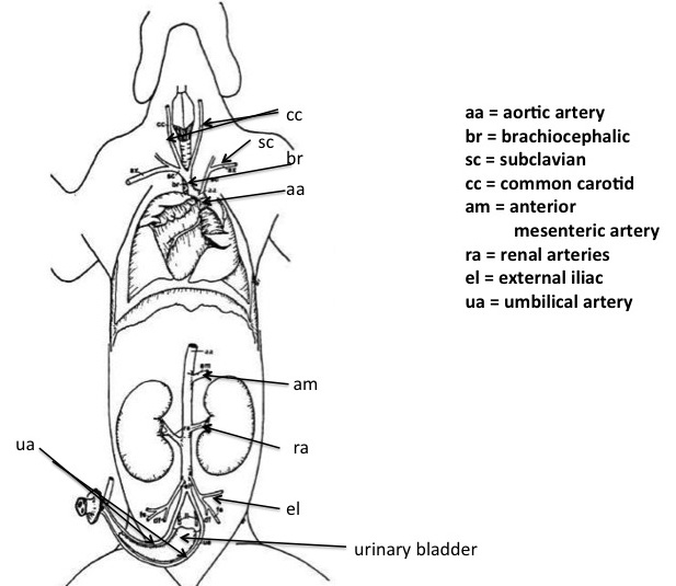 Diagram Fetal Pig Day 2 Dissection Diagram Mydiagram Online