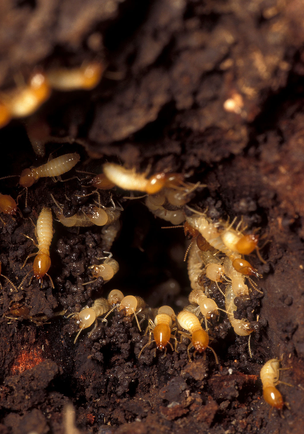 Termites rush.jpg