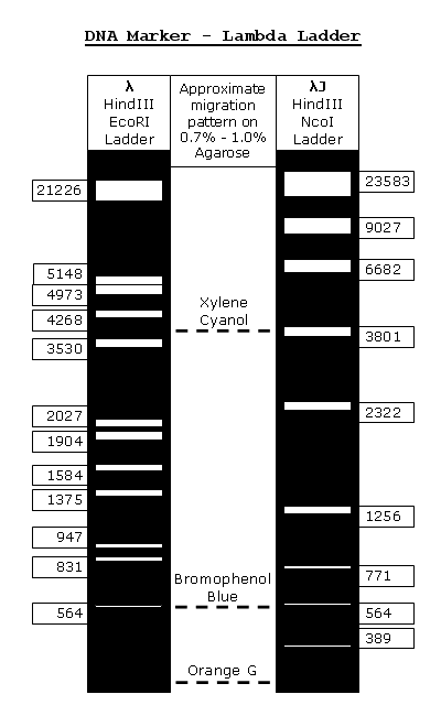 DNA Marker - λ & λJ Ladder