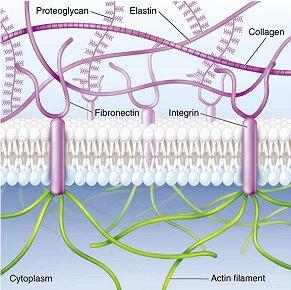 Scheme for extracellular matrix