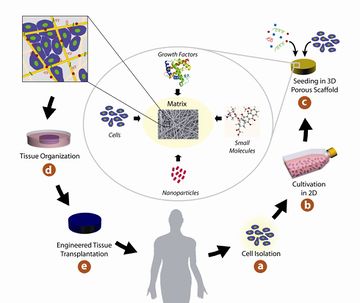 Role of scaffolds in tissue engineering.