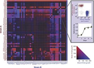 This red and blue heat map shows fold growth of strain A and B respectively. The negative control is grown in sterile media, while the positive control contains a deletion at the pfs locus making it viable in M9 medium. [1]