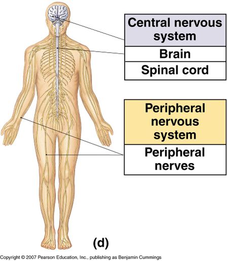 Central and peripheral nervous system [3]