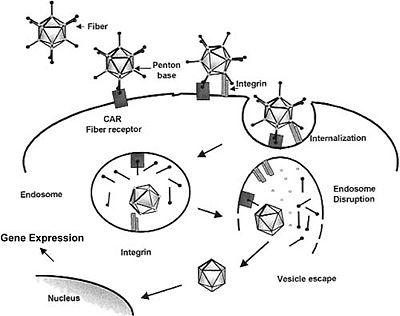 Adenovirus Entry