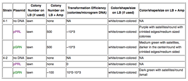 microbiology lab report example