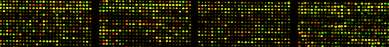 File:Hum array2