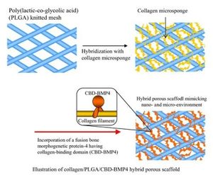 A composite collagen PLGA porous scaffold