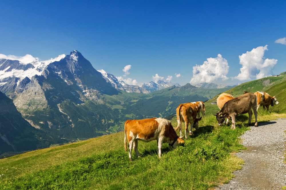 grassfedcows.jpg