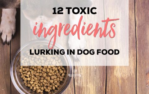 12 Toxic Ingredients Lurking in Dog Food
