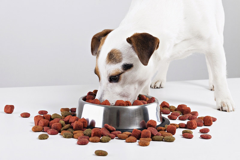 Jack-Russell-terrier-dog-eating-food.jpg