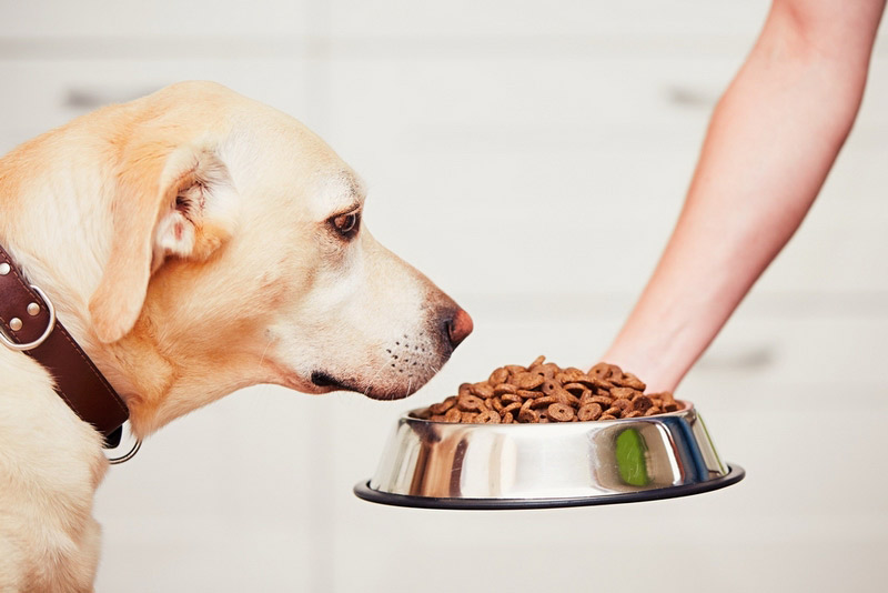 Feeding-hungry-labrador-retriever.jpg