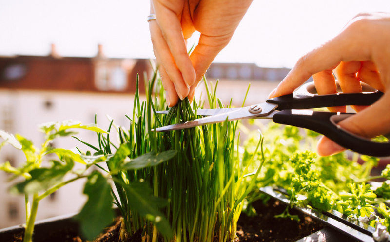 rsz_chives.jpg