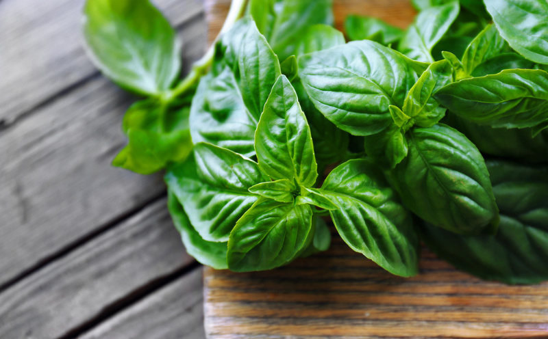 rsz_basil.jpg