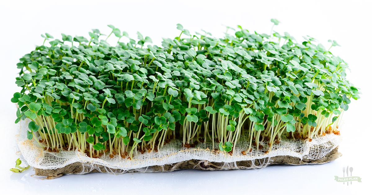 Microgreens.jpg