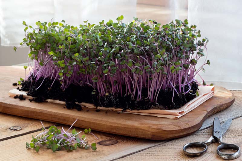 Red-cabbage-microgreens.jpg