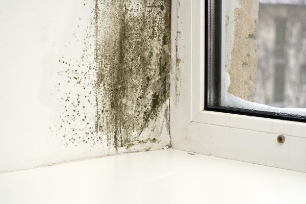 15% Off Mold Damage*