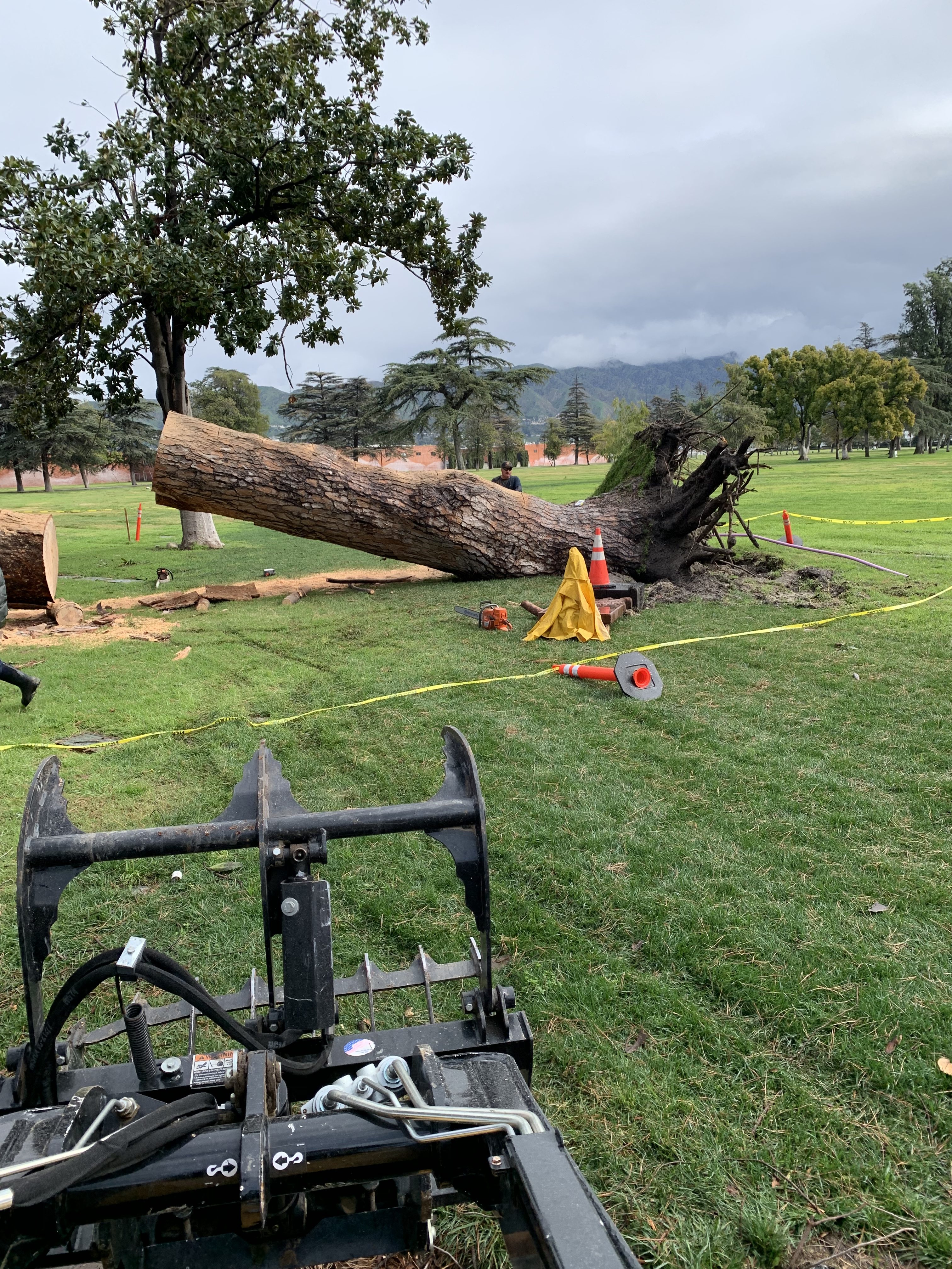Pine Tree Removal North Hollywood, California Rancho Tree Care