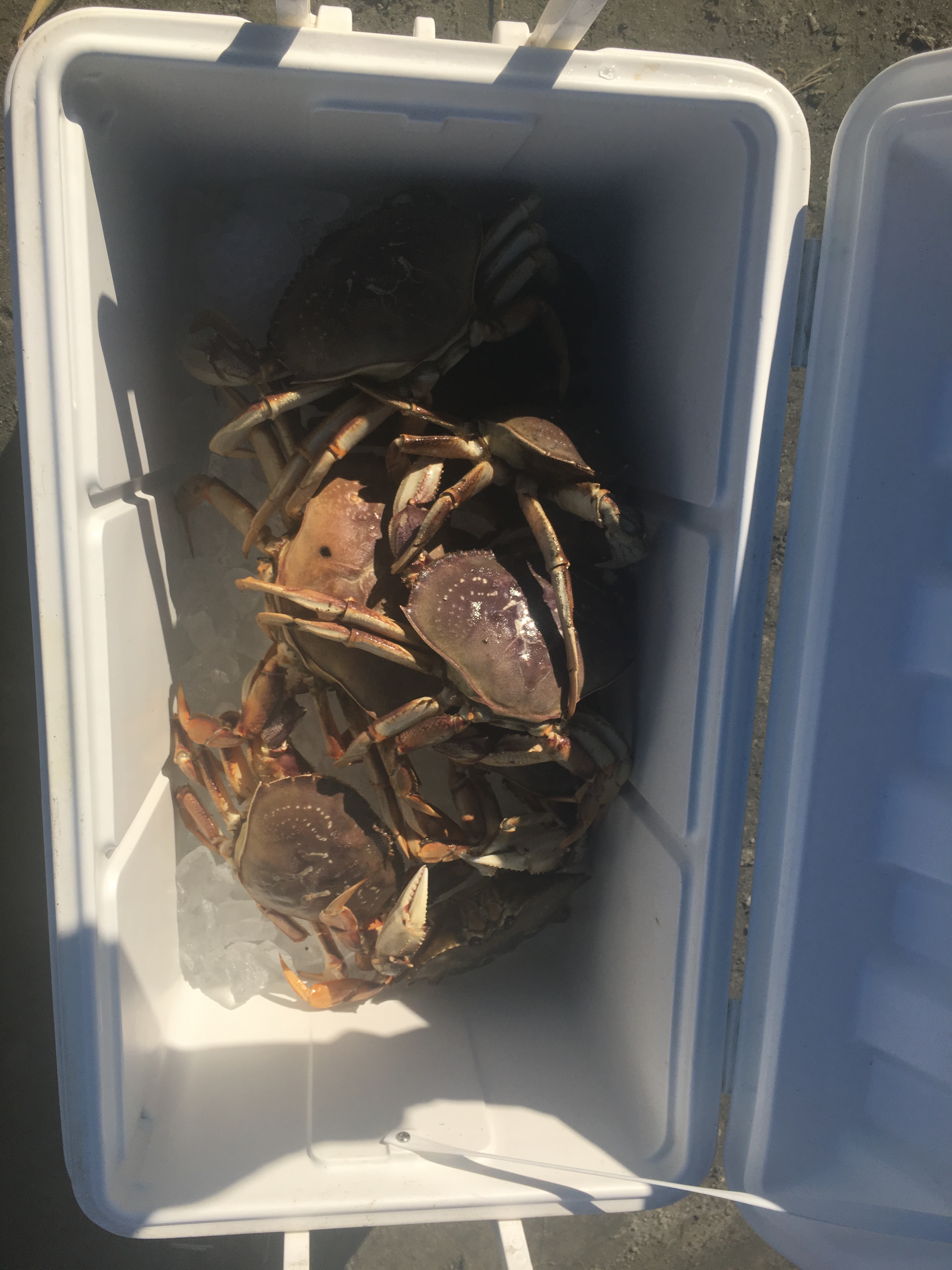 Dungie Crabs for Lars Nilsson - Paubox