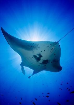 Product Big Island of Hawaii Manta Ray Snorkel