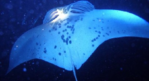 Product Big Island of Hawaii Manta Ray Snorkel