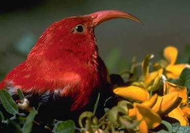 Product Hakalau Exclusive Birdwatching