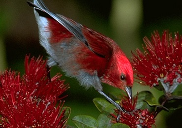 Product Hakalau Exclusive Birdwatching