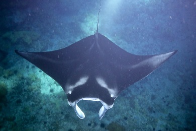 Product Elua Raft Manta Snorkel