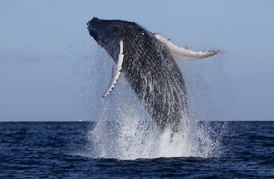 Product Elua Raft Whale Watch