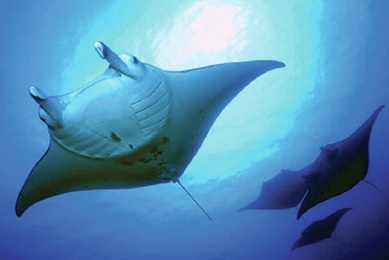 Product Kamanu Manta Night Snorkel