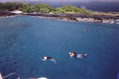 Product Kamanu Snorkel &amp; Sail