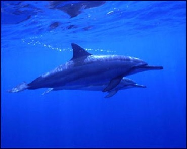 Product Kamanu Snorkel &amp; Sail