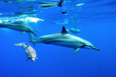 Product Snorkel Lanai and Dolphin Watch