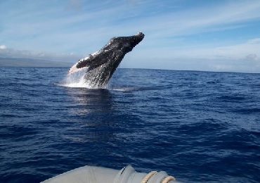Product Whale Watch Catamaran