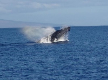 Product Morning Adventure Snorkel 