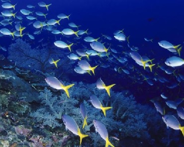 Product Pride of Maui Deluxe Morning Molokini Turtle Cruise