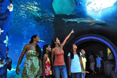 Product Maui Ocean Center Admission