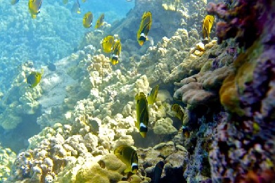 Product Mauna Lani Snorkel Sail Adventure