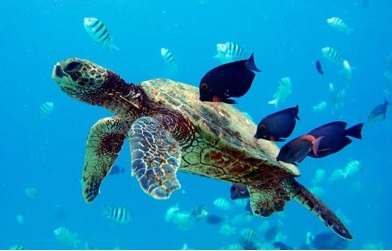 Product Morning Calm Cruise